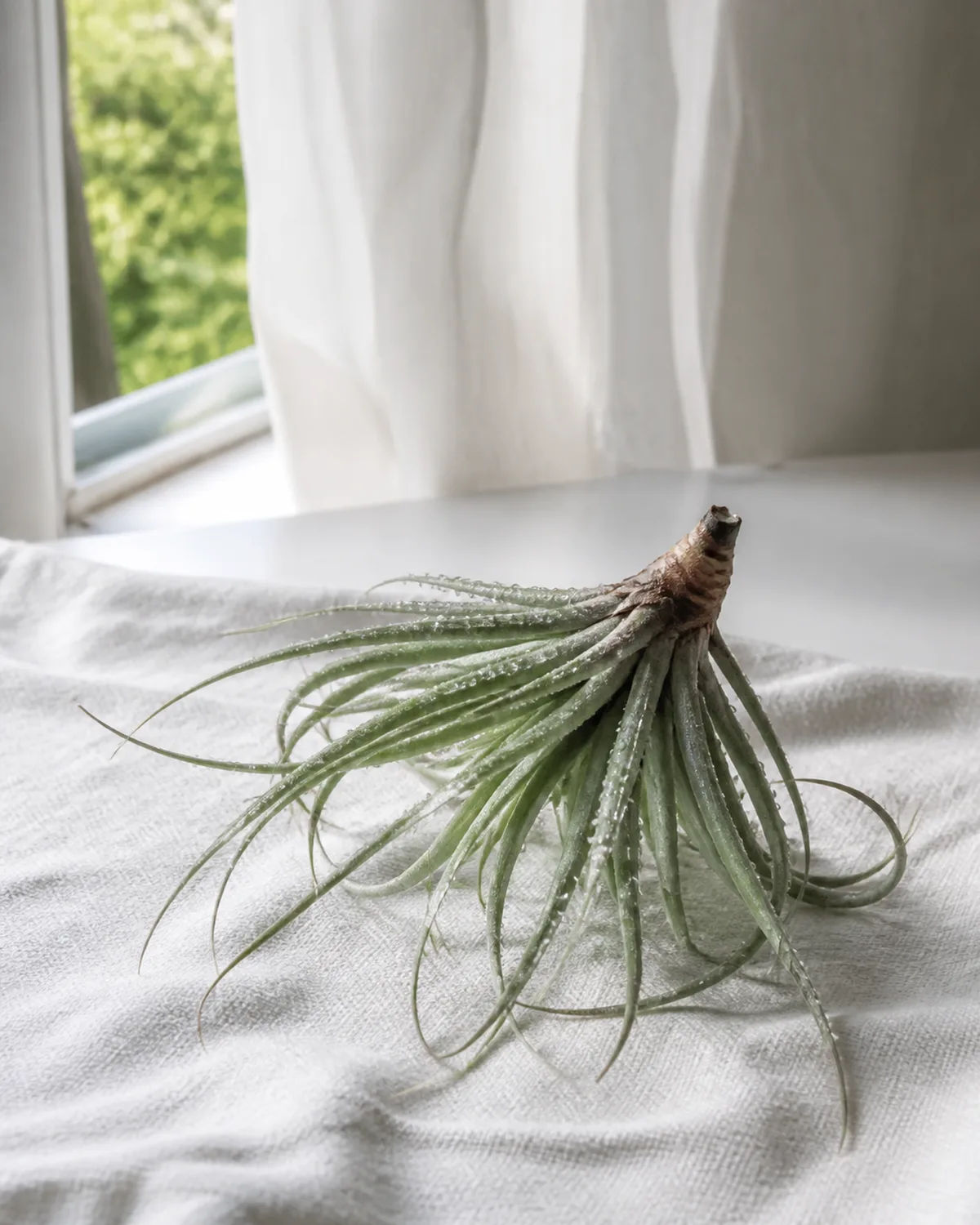 A Tillandsia air plant placed upside down on a clean white linen towel after soaking with water droplets still visible on the silvery leaves positioned near an open window with a sheer curtain moving slightly suggesting air circulation bright natural light