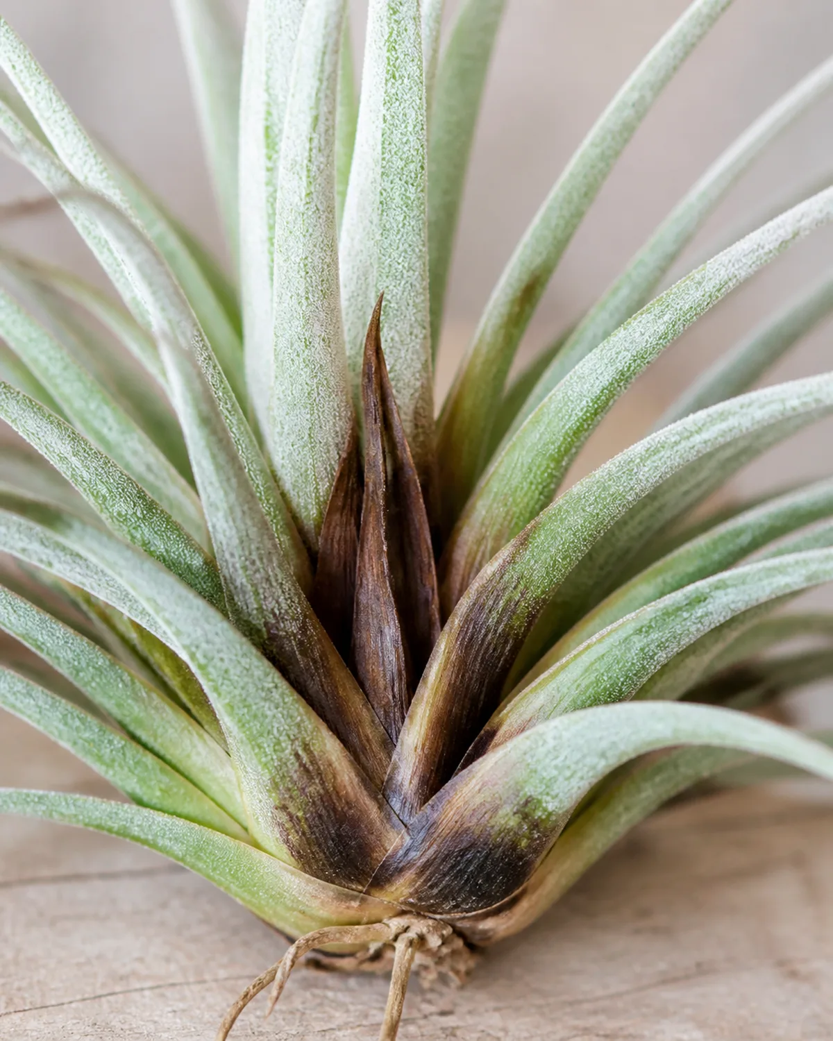 Close-up of a Tillandsia air plant showing crown rot at the center base with the innermost leaves turning dark brown and mushy contrasting sharply with the still-green healthy outer leaves and dark discoloration visible where water sat too long in natural light