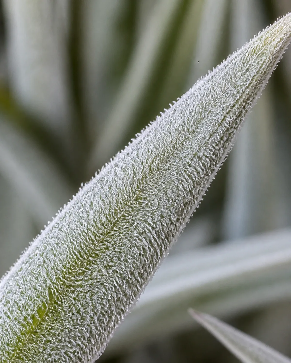 Extreme close-up of Tillandsia trichomes on a leaf surface showing tiny silvery-white specialized scales at near-macro level with the leaf appearing frosted and fuzzy with dense trichome coverage and natural light highlighting the crystalline texture