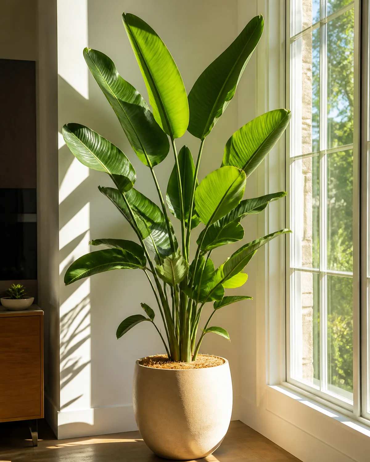 A healthy bird of paradise plant positioned right next to a large bright south-facing window receiving direct morning sunlight the light hitting the large paddle-shaped leaves creating a warm golden glow through the foliage the plant upright and vigorous with deep green glossy leaves bright modern room with white walls