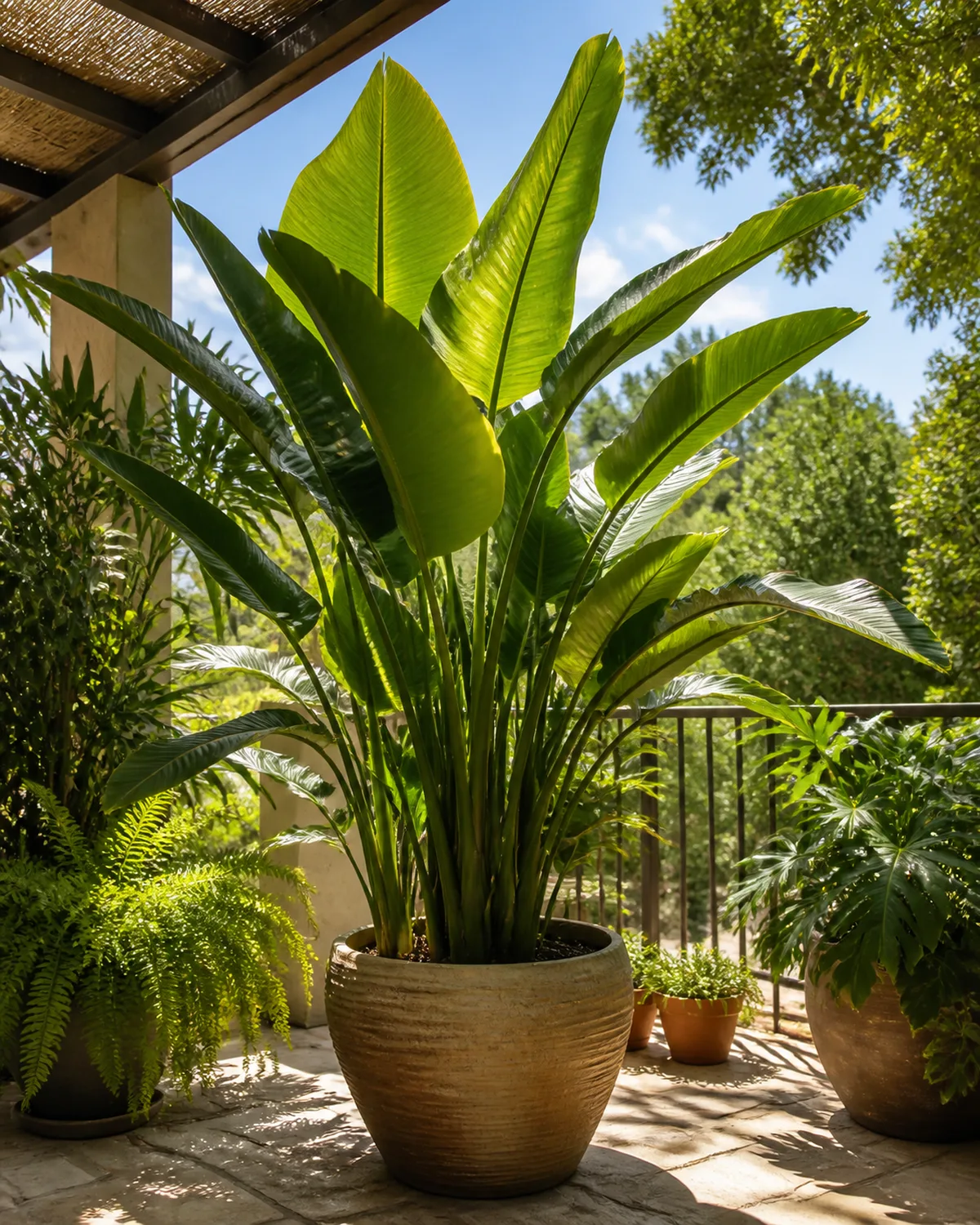 A large bird of paradise plant thriving outdoors on a covered balcony in summer bright dappled sunlight filtering through a pergola the plant looking exceptionally lush and vigorous with large upright leaves showing the growth boost from outdoor conditions other tropical container plants around it warm summery atmosphere with blue sky visible
