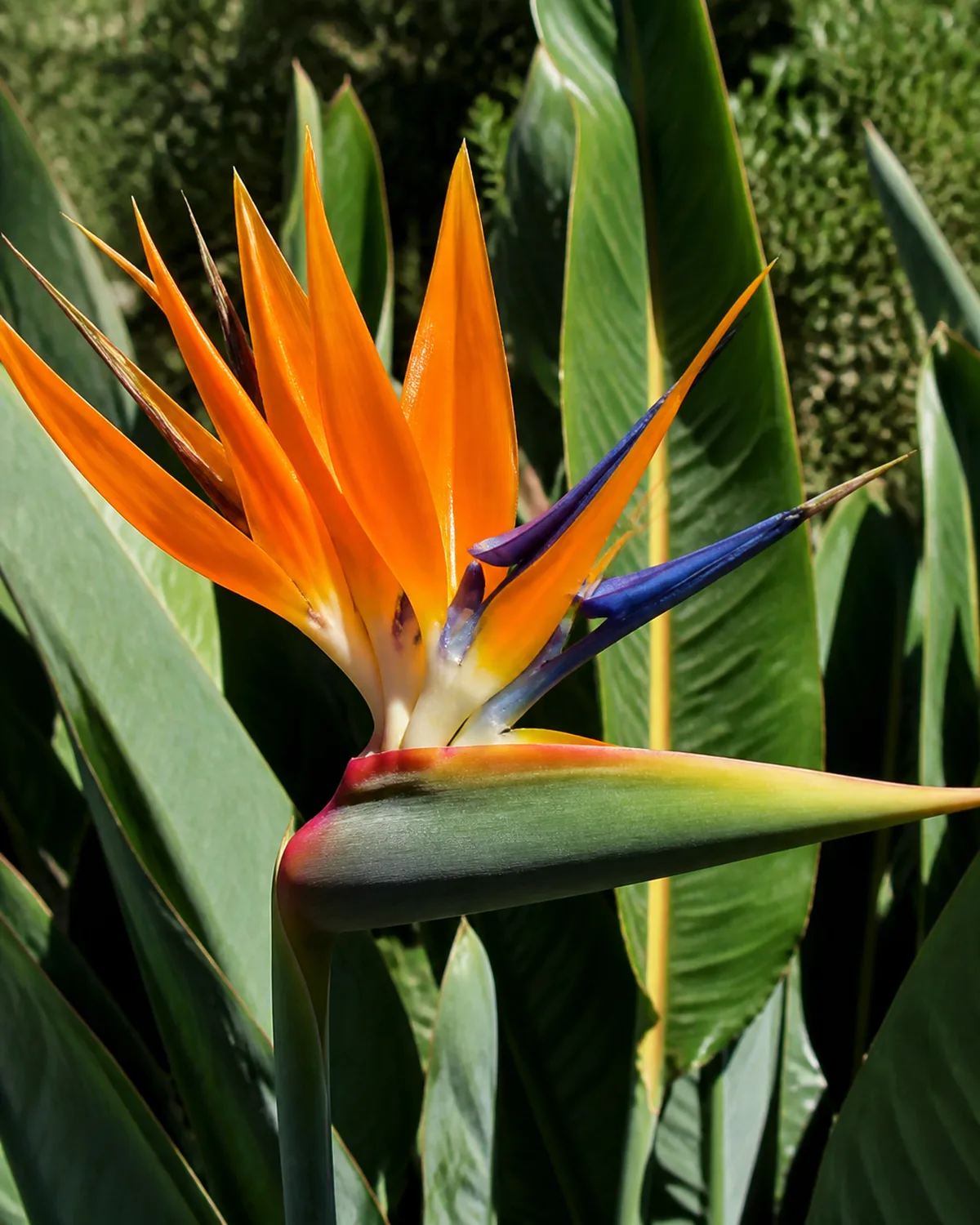 A Strelitzia reginae in spectacular full bloom showing the iconic orange and blue crane-shaped flower emerging from a green boat-shaped spathe the vivid orange sepals and blue petals clearly visible against large green paddle leaves behind strong natural sunlight highlighting the brilliant colors outdoor garden setting