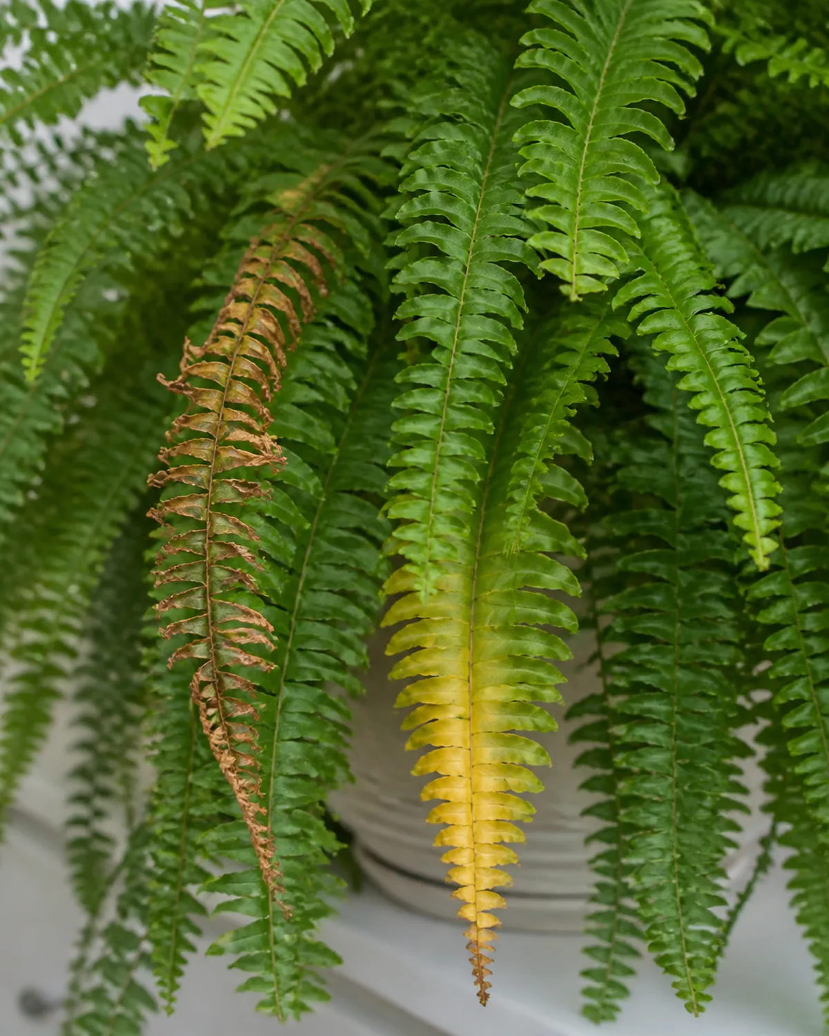 A Boston fern showing diagnostic signs on its fronds with one frond having brown crispy tips from low humidity and one with yellowing base from overwatering while the plant overall still has healthy green fronds alongside symptomatic ones in natural indoor light