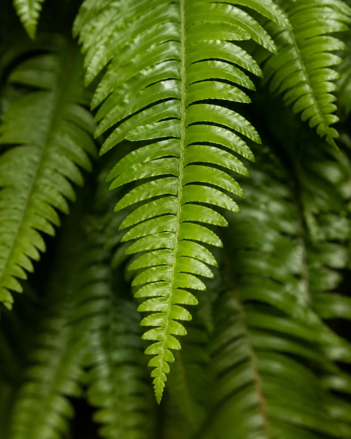 Close-up of a Boston fern frond showing the elegant arching structure with dozens of evenly-spaced pinnae leaflets along the central rachis tapering to a point in rich vibrant green with soft focus background of more fronds creating depth