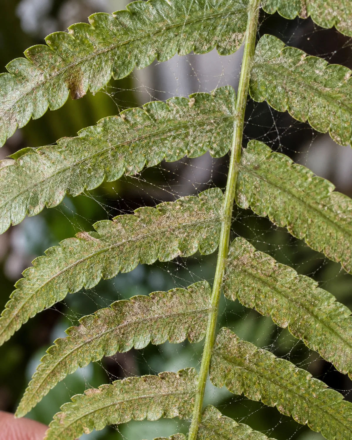 Close-up of a Boston fern frond underside showing spider mite damage with fine webbing between pinnae and some pinnae with stippled discolored appearance in natural light making the webbing visible in macro photography perspective