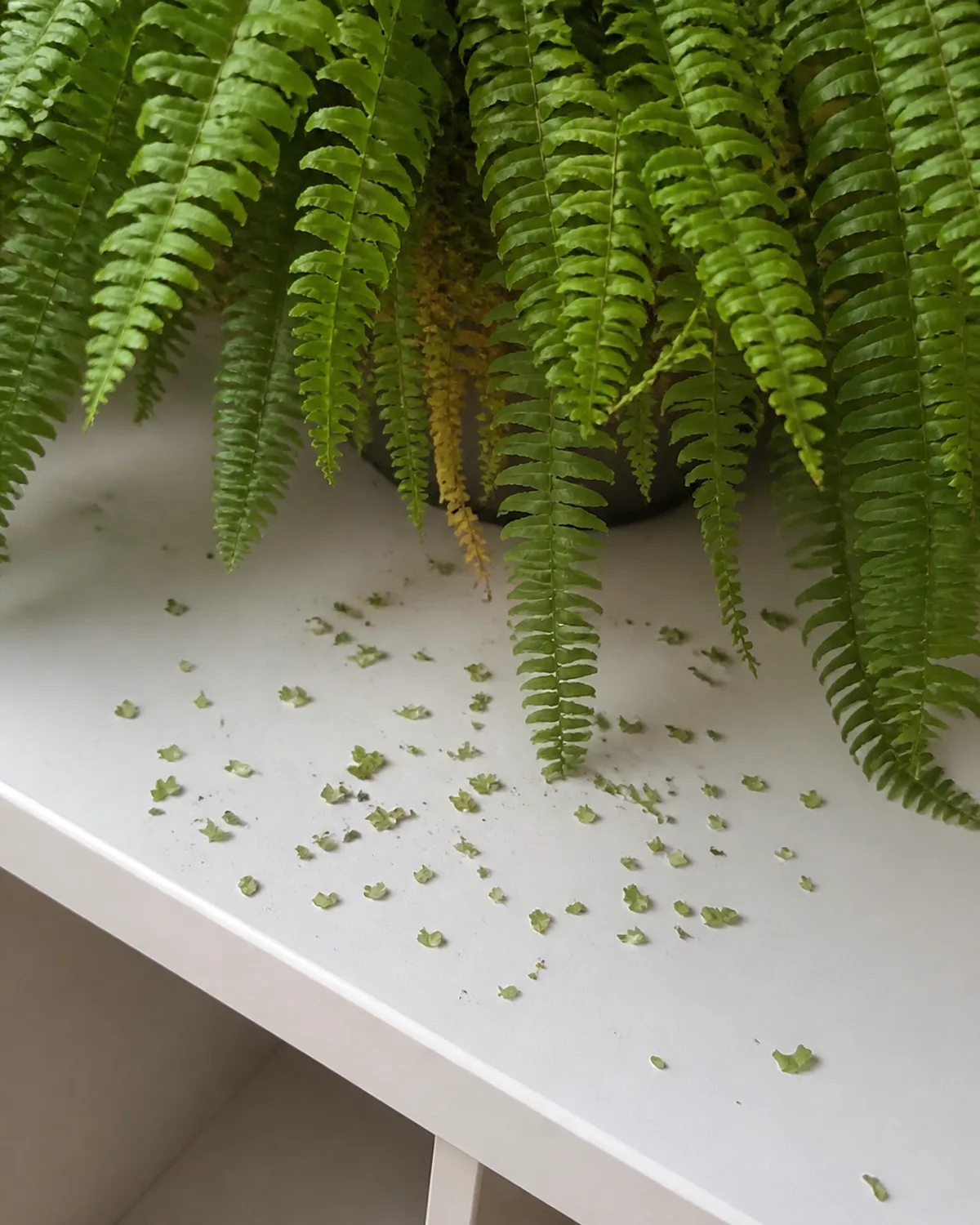 A close-up showing Boston fern shedding with several tiny detached pinnae leaflets scattered on a white shelf surface beneath a hanging fern with fronds above mostly healthy and a few sparse inner fronds visible illustrating the normal shedding phenomenon