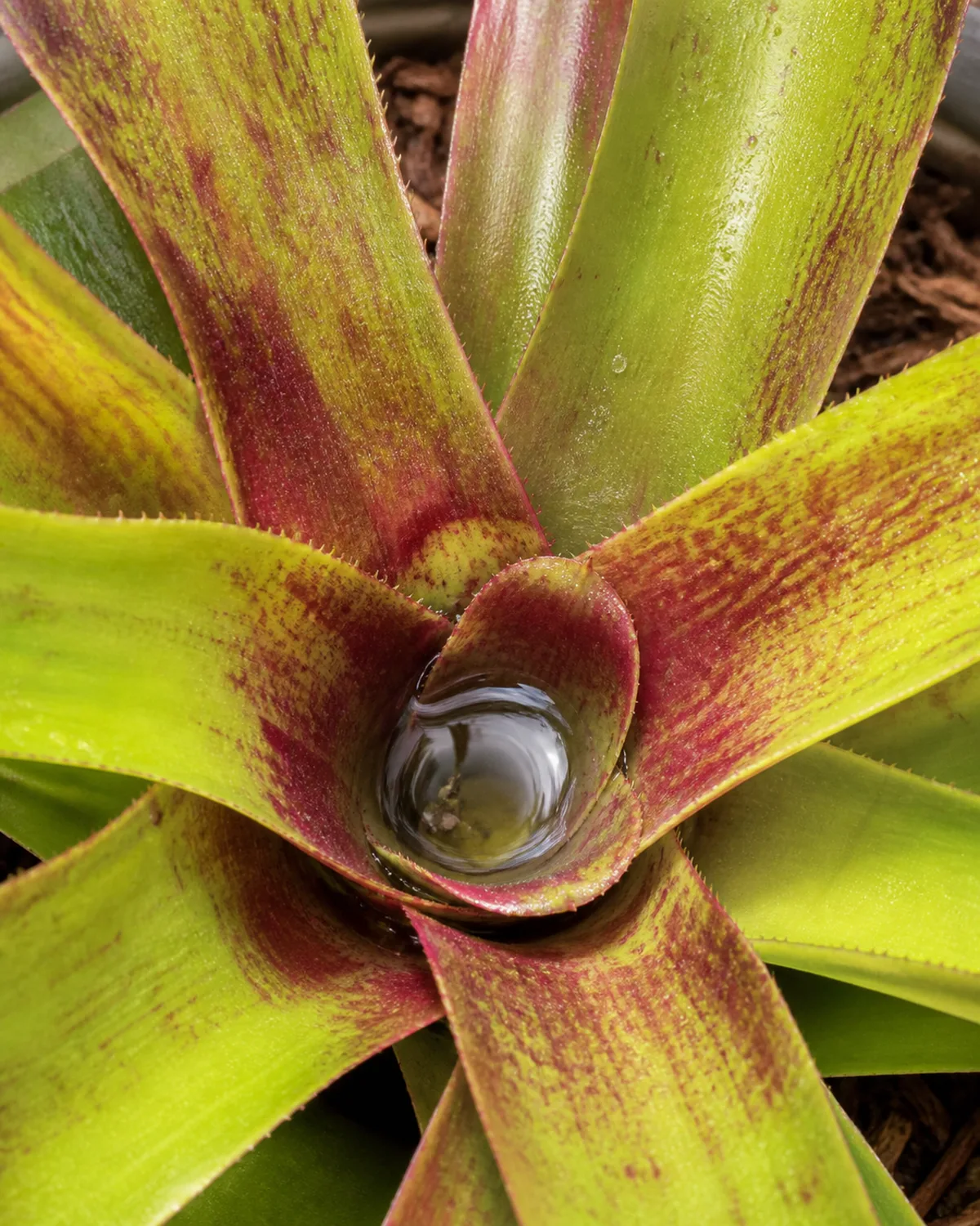 Close-up overhead view of a bromeliad rosette showing the central cup filled with clear water and stiff spiral-arranged leaves forming a natural reservoir with visible trichomes on leaf surfaces catching light