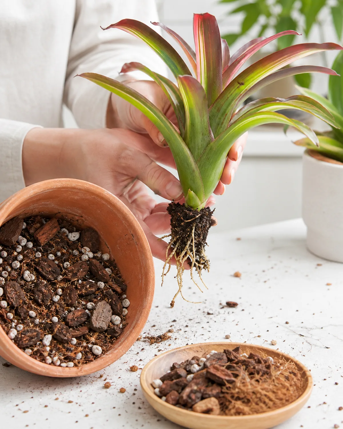 A terracotta pot tipped slightly showing the fast-draining potting mix inside with visible orchid bark chunks and perlite and coir plus a bromeliad being repotted with small sparse roots visible compared to the large rosette above