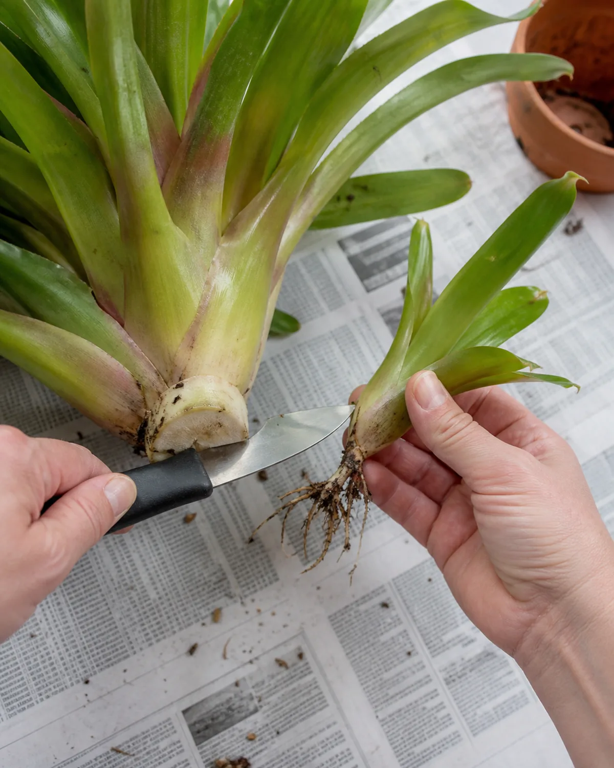 A bromeliad pup being carefully separated from the mother plant with a clean sharp knife with the pup about one-third the mothers size and small roots visible on a bright workspace