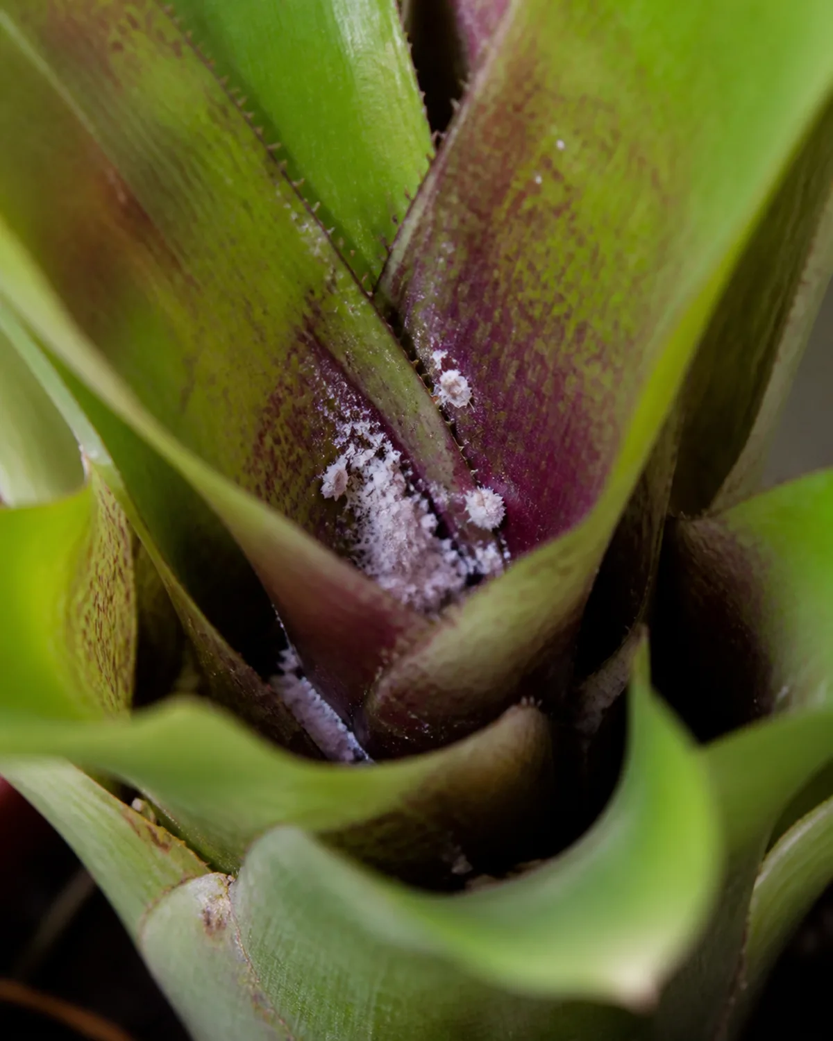 Close-up of a bromeliad leaf axil showing mealybugs with small white cottony masses tucked into the crevice where leaf meets stem with the plant otherwise healthy looking in macro photography style