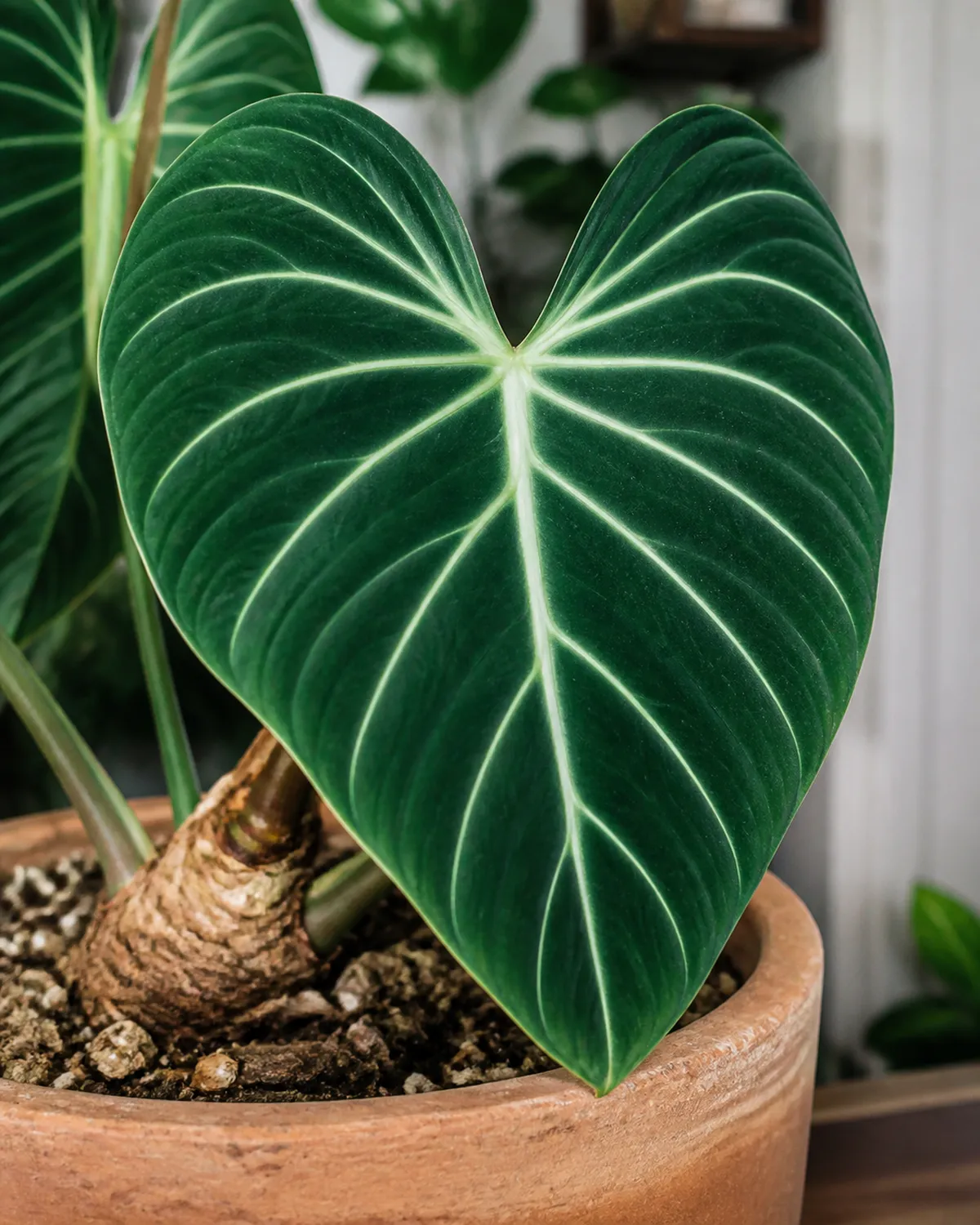 A Philodendron gloriosum showing one massive velvet heart-shaped leaf with prominent white veins and matte velvet texture in a wide shallow terracotta pot