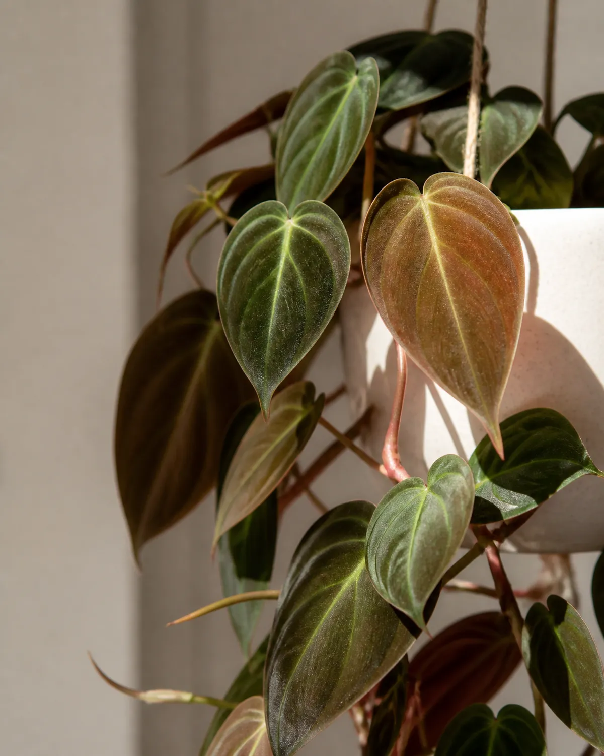 A micans philodendron close-up showing the velvet texture with small heart-shaped leaves in an iridescent bronze-to-green sheen catching light at an angle