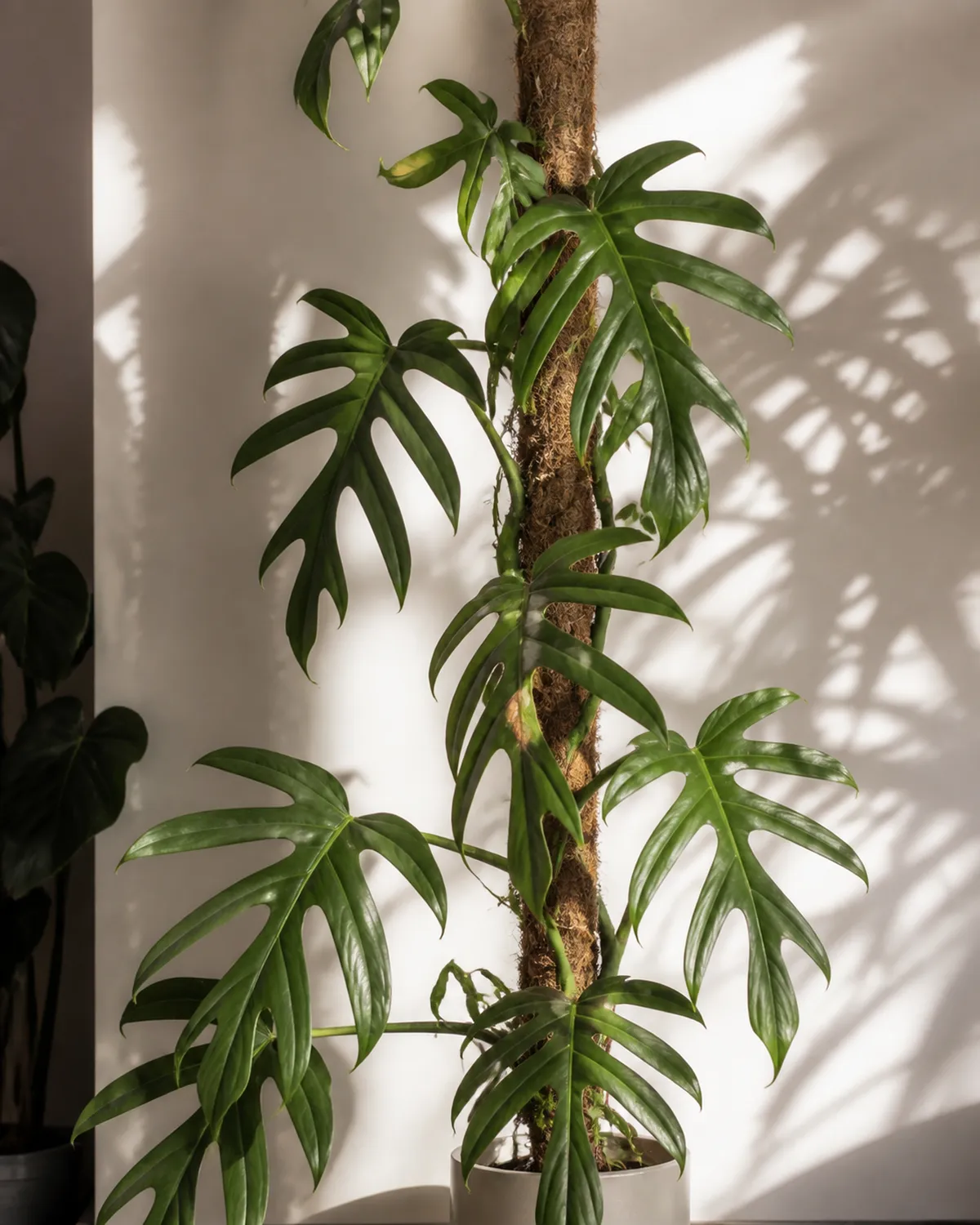 A Philodendron pedatum showing deeply lobed oak-leaf shaped mature foliage with finger-like lobes creating negative space climbing a tall moss pole with light filtering through