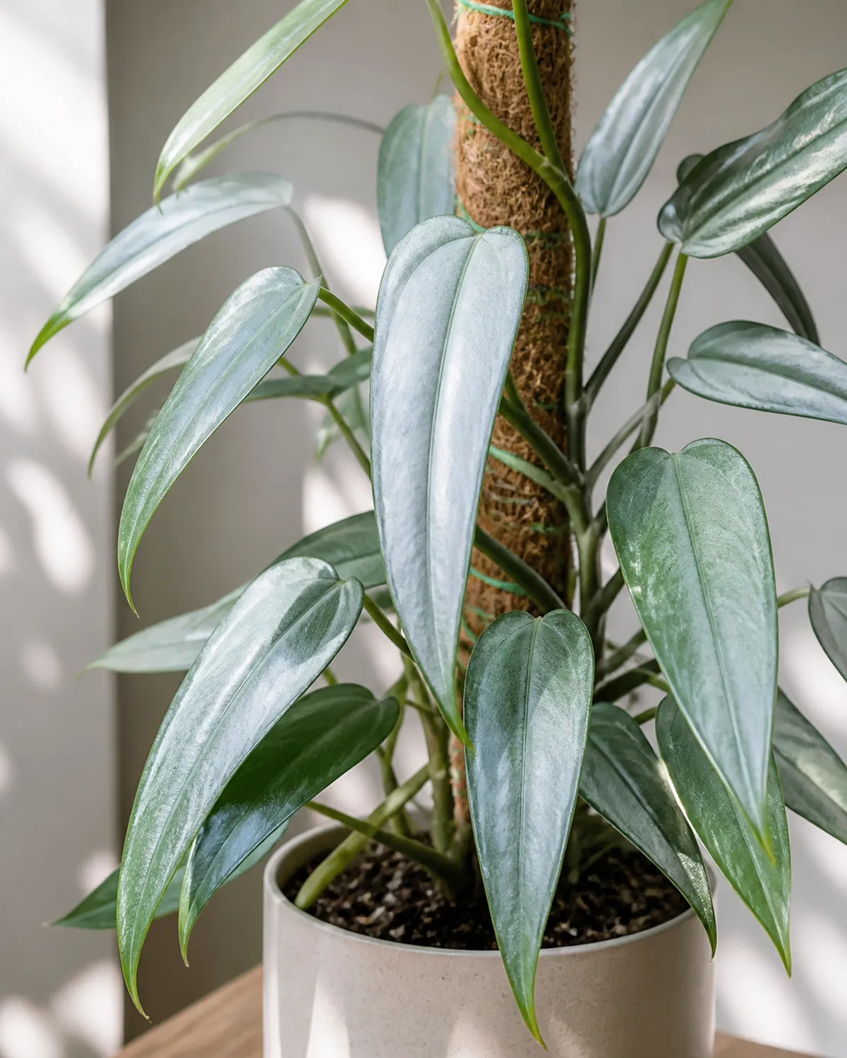 A Silver Sword philodendron showing characteristic metallic silvery-blue narrow sword-shaped juvenile leaves with a silver sheen and a small moss pole