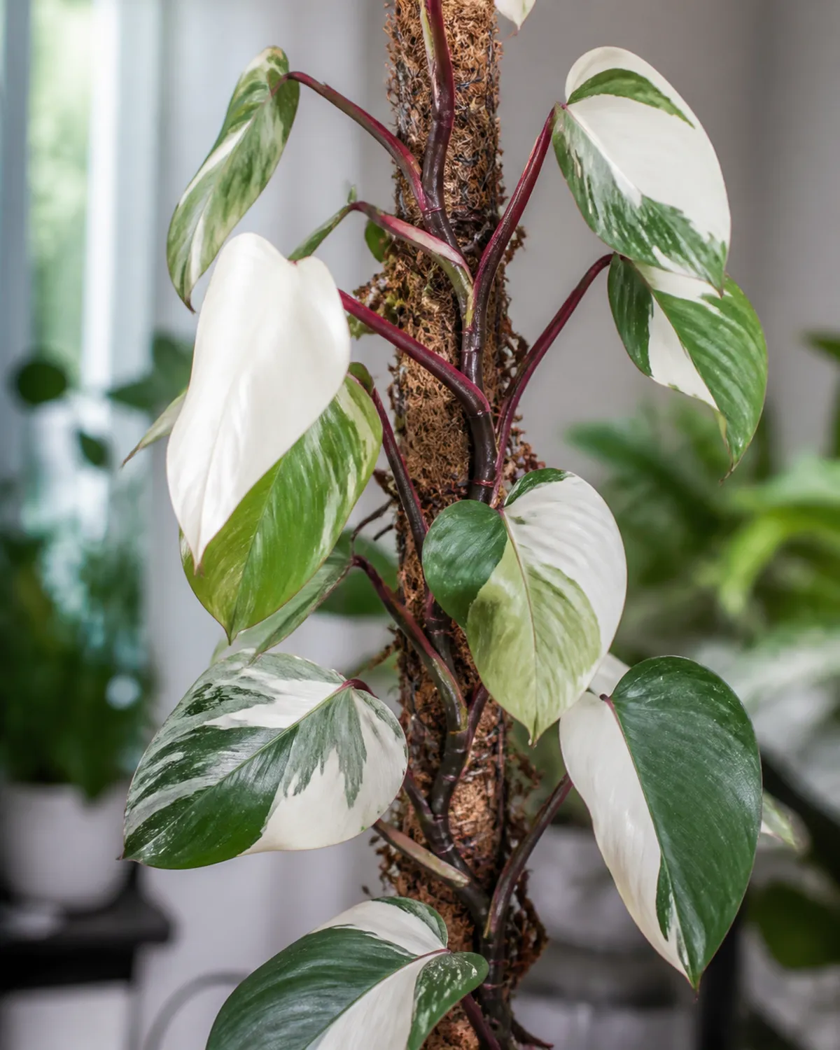 A White Knight philodendron showing tricolor variegation with white green and cream leaf sections plus distinctive dark reddish-purple stems climbing a moss pole