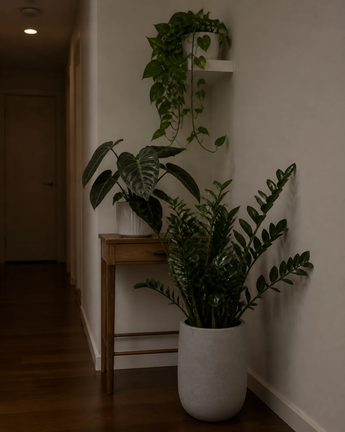 A dim hallway corner with a healthy ZZ plant in a light gray ceramic pot a cast iron plant on a small wooden console table and trailing pothos from a white wall-mounted shelf above pale planters against a warm white wall ambient overhead hallway light only