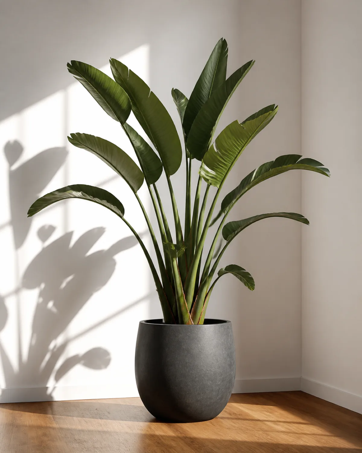A dramatic minimalist corner with two plain white walls and a single large bird of paradise plant in an oversized matte charcoal pot on warm hardwood floor about six feet tall with enormous paddle leaves fanning outward nothing else in the corner strong side light casting leaf shadows