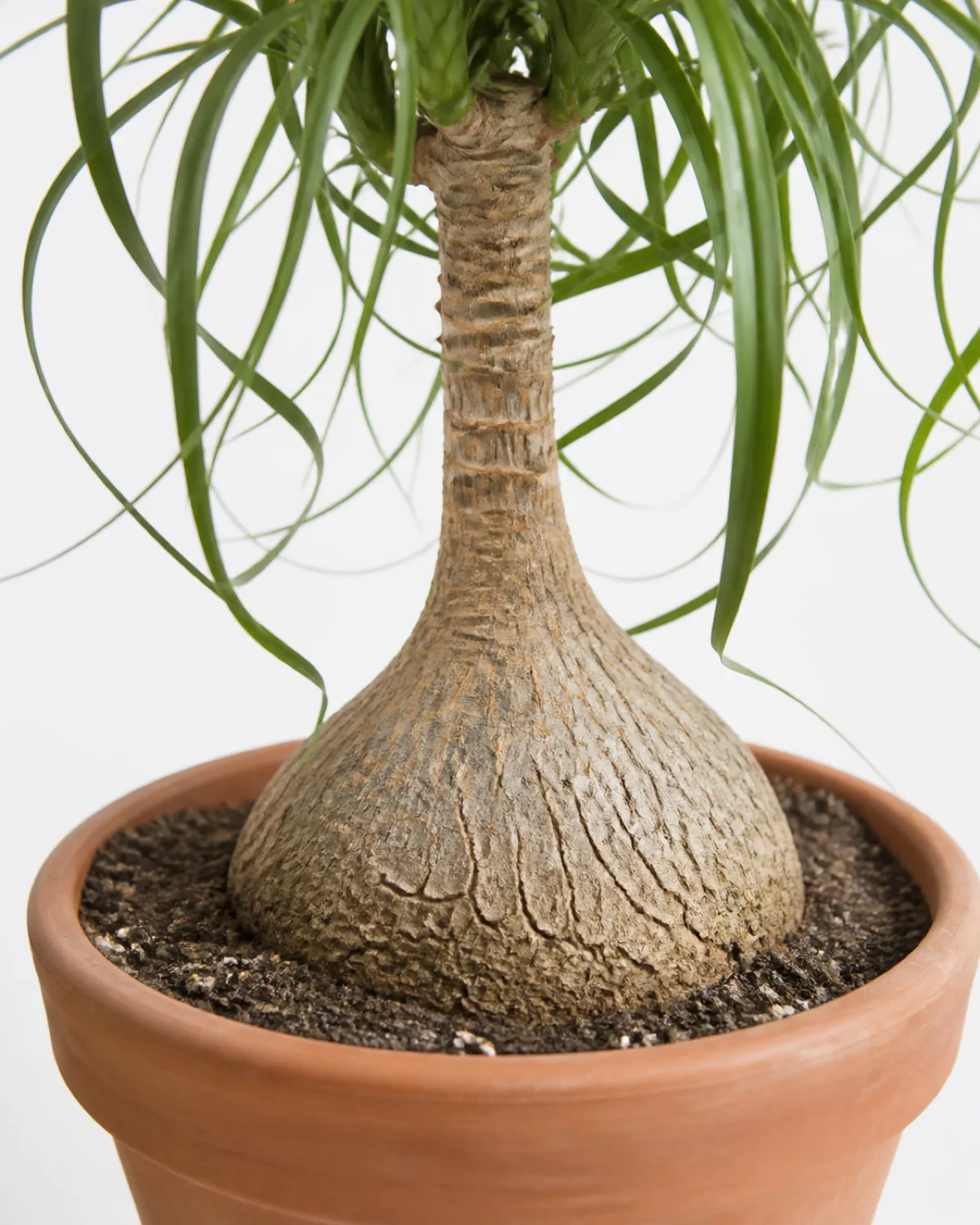 Close-up of a ponytail palm swollen caudex bulbous trunk base sitting above the soil line in a round terracotta pot showing the rough bark texture and the dramatic transition from the wide bulb to the narrow trunk stem with curly green leaves cascading from above soft diffused natural light clean white background botanical portrait style