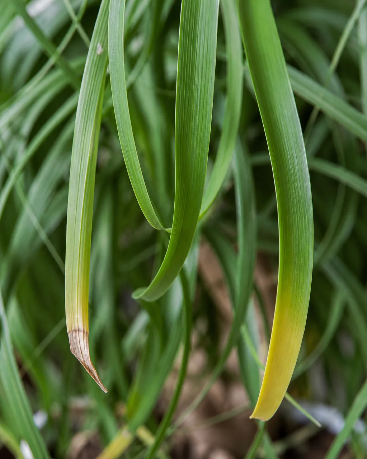 Close-up of ponytail palm leaf tips showing a range of conditions one leaf with a brown crispy tip one healthy green curly leaf and one with slight yellowing at the base all against a blurred background of more cascading ponytail palm foliage macro lens quality soft natural light