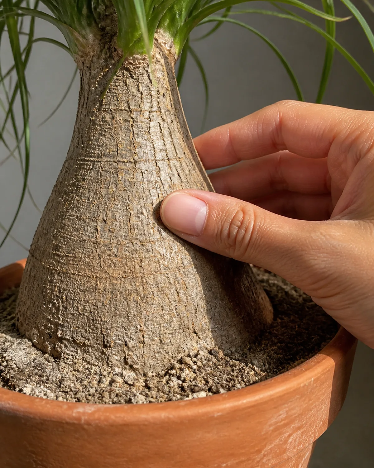 A person gently pressing the side of a ponytail palm caudex swollen trunk base to check firmness the caudex showing healthy bark texture in a terracotta pot with dry sandy soil visible demonstrating the squeeze test for health assessment natural side light