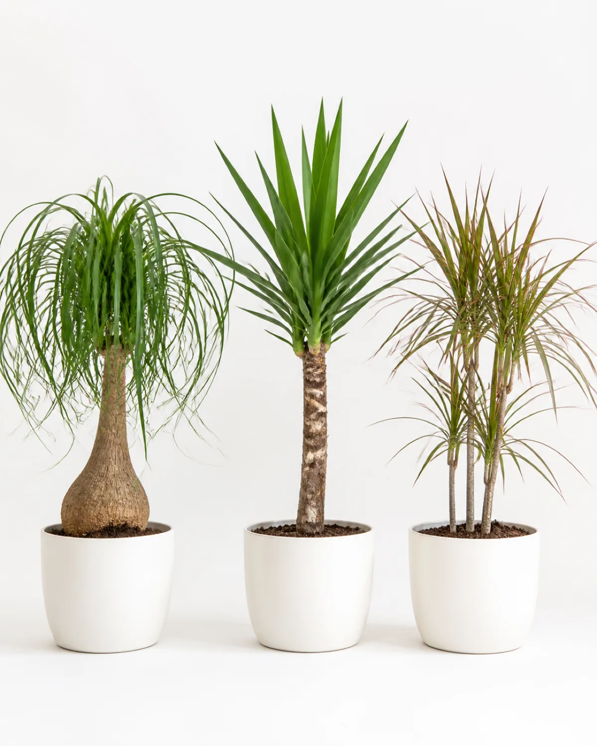 Three plants side by side for comparison on a light surface a ponytail palm with its bulbous caudex and soft curly leaves left a yucca with straight rigid pointed leaves on a bare trunk center and a dracaena marginata with thin red-edged leaves on a thin cane right each in matching white ceramic pots clean white background botanical identification style