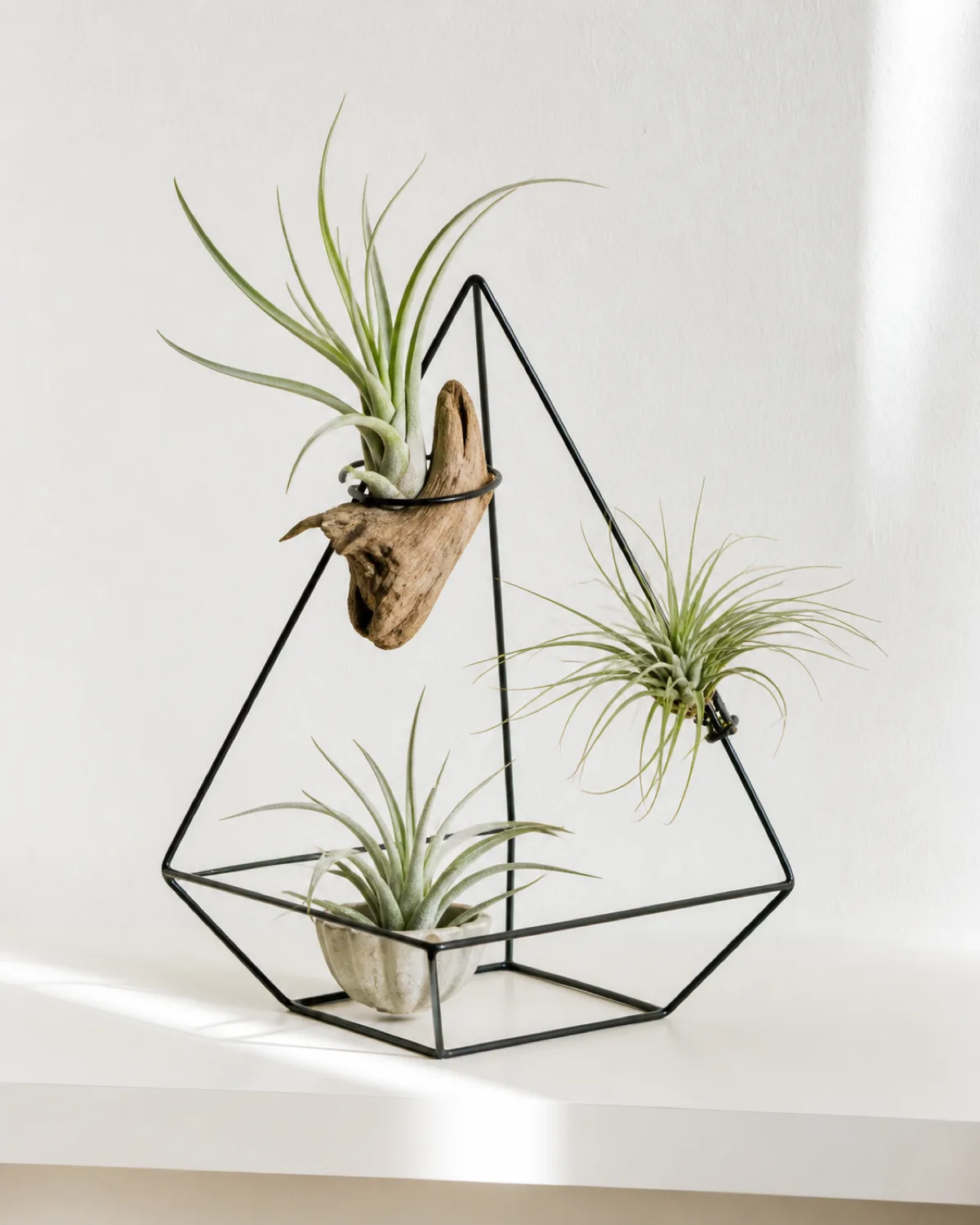 Three Tillandsia air plants displayed on a minimalist wire geometric display stand on a bright floating shelf one mounted on driftwood one sitting in a tiny ceramic holder and one clipped to the wire frame showing silvery-green spiky leaves bright indirect natural light clean white wall background