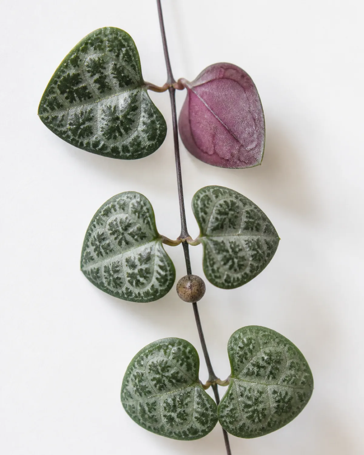 Close-up of a string of hearts vine section showing heart-shaped leaves with silver marbling on dark green surfaces and a purple underside revealed on one flipped leaf with a small round aerial tuber visible at one node