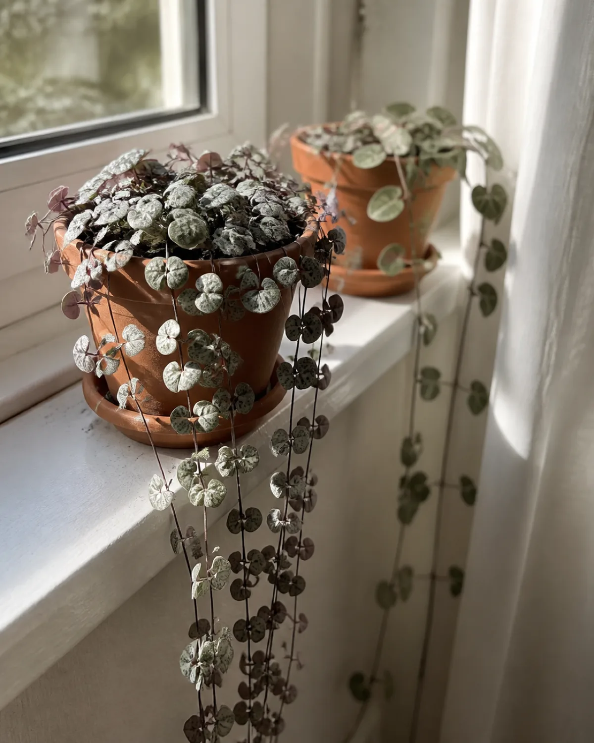 String of hearts plant in a terracotta pot on a bright east-facing windowsill with morning sunlight illuminating the silver marbling on the heart-shaped leaves and a second plant in the background showing wider leaf spacing from insufficient light