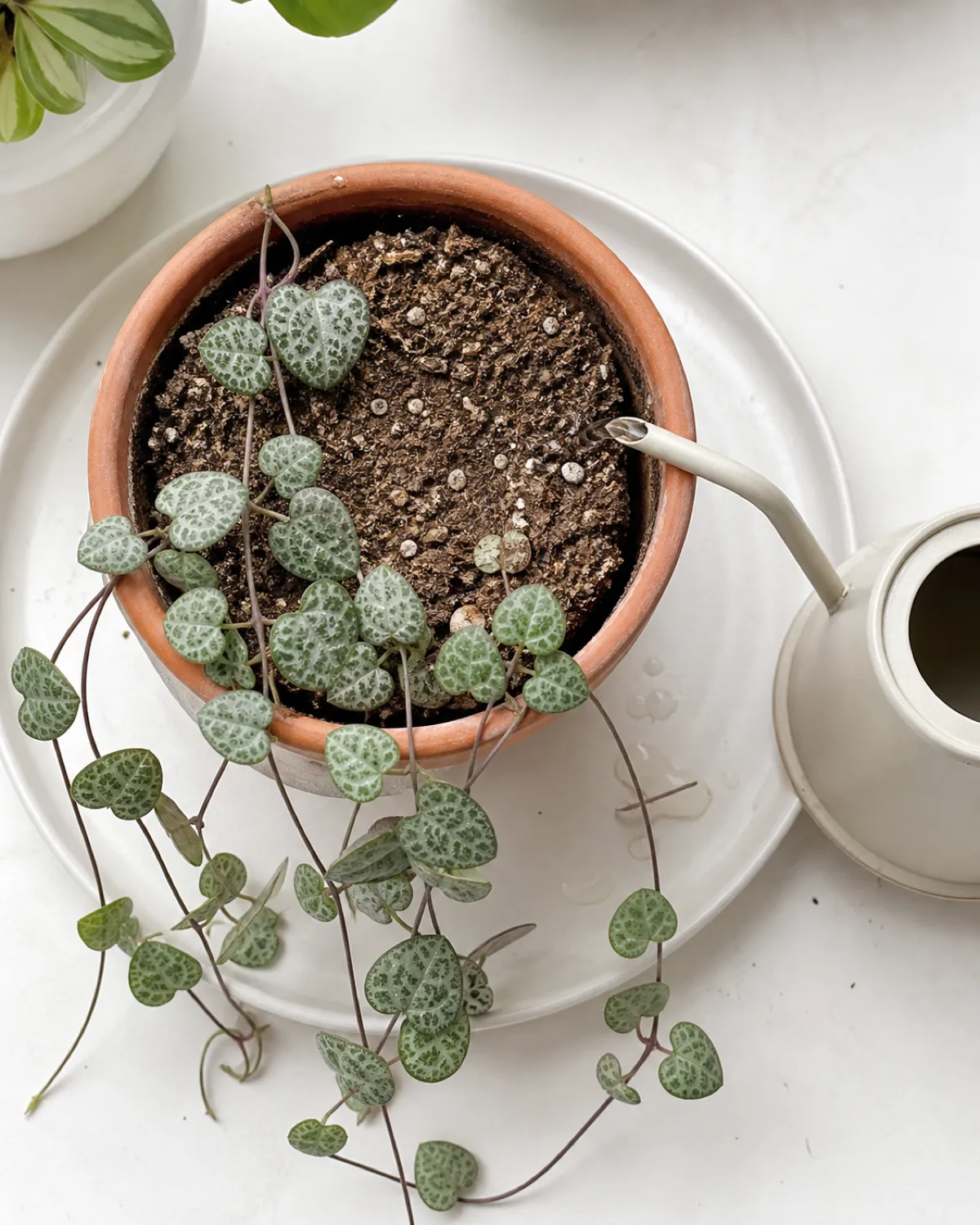 Top-down view of a string of hearts in a small terracotta pot on a white saucer with completely dry soil pulled away from pot edges and a thin-spout watering can positioned beside the pot