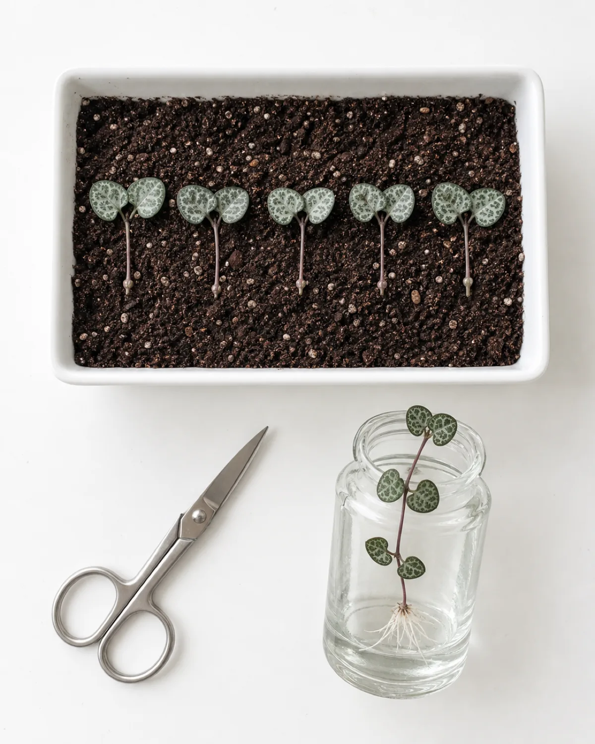 Flat-lay propagation scene showing the butterfly cut method with string of hearts vine segments each with one node and two heart-shaped leaves spread like wings on moist seed-starting mix and a glass jar with a longer stem cutting rooting in water nearby