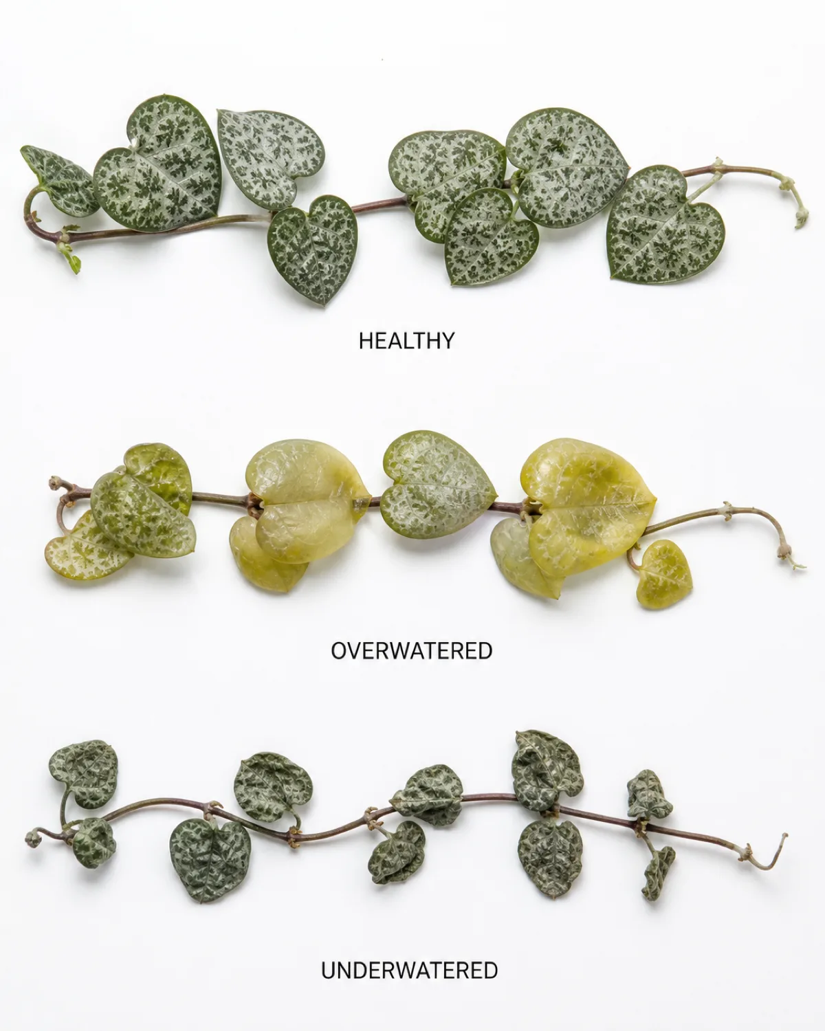 Diagnostic comparison showing three sections of string of hearts vine on a white background with healthy plump silver-marbled leaves on the left yellowed translucent swollen leaves from overwatering in the center and shriveled wrinkled deflated leaves from underwatering on the right