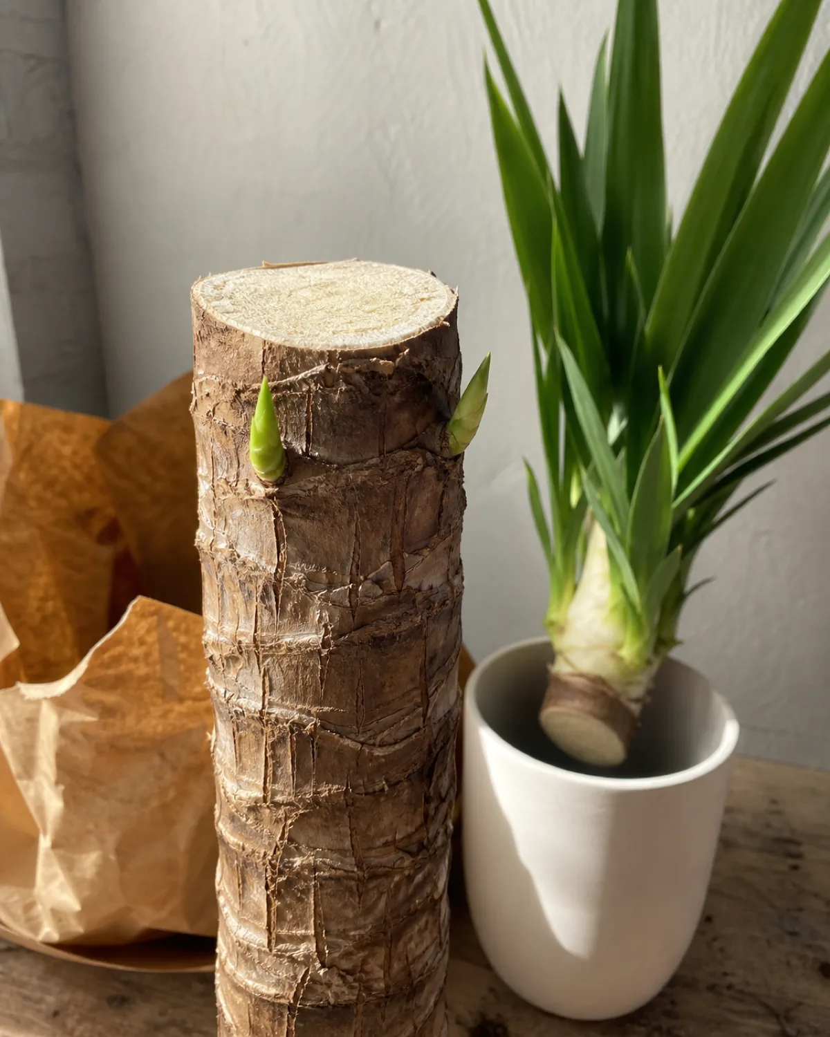 A yucca whose cane has been cleanly cut showing the flat smooth cut surface on the remaining trunk stump with two to three small bright green new growth buds emerging from below the cut point the severed crown portion visible to the side bright direct light