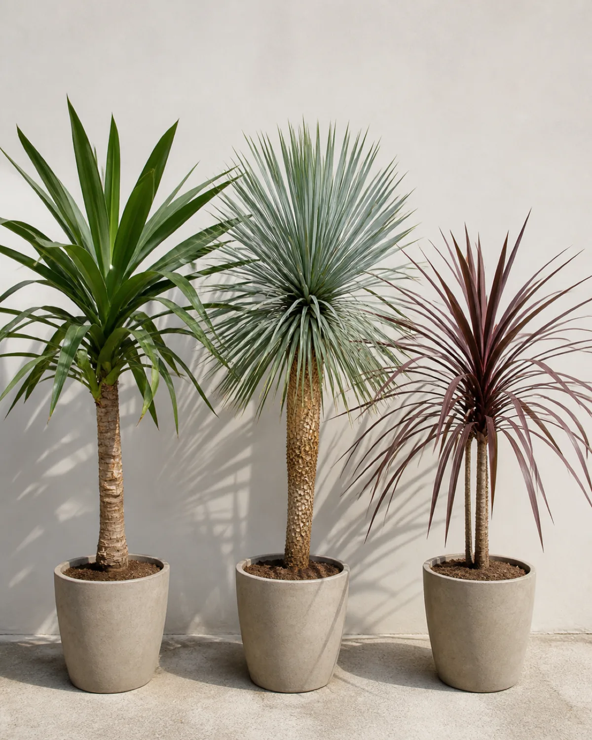 A group shot showing two to three different yucca species side by side in matching pots highlighting visual differences one with wide green spineless leaves one with blue-green narrow leaves and one with purplish-red leaves bright gallery-like display setting
