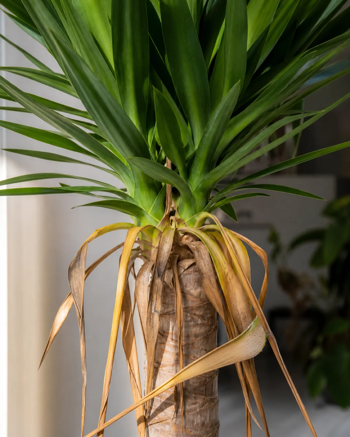 A close-up of a yucca plant showing the natural aging process with bottom leaves yellowing and drying at the base of the rosette while upper leaves remain healthy deep green the transition from green to yellow to brown clearly visible