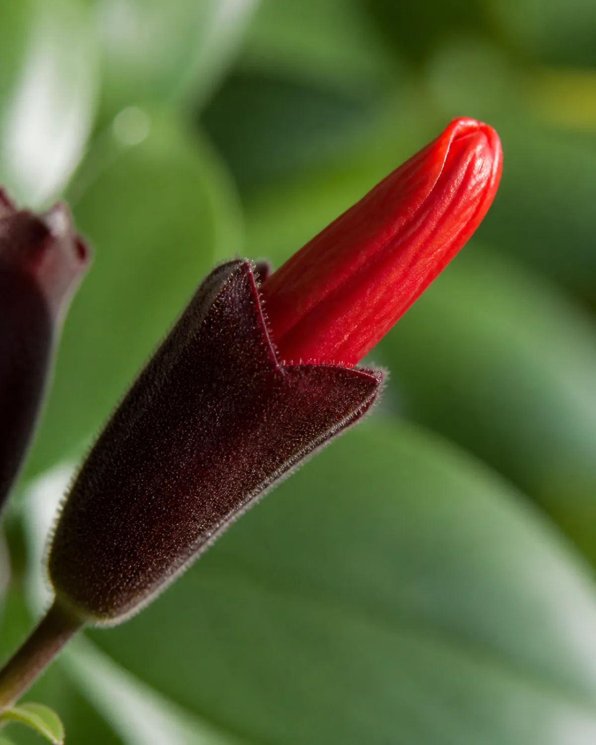 Extreme close-up macro shot of a lipstick plant flower bud showing the dark burgundy-maroon tubular calyx with the bright red tubular flower corolla emerging from within it resembling a tube of lipstick being twisted up from its case shallow depth of field with creamy green bokeh of leaves behind natural side light highlighting the glossy texture of the flower botanical detail photography