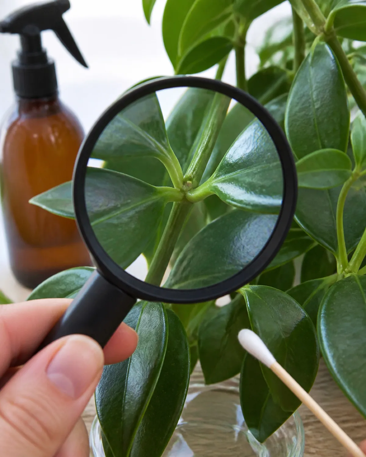 Close-up of a lipstick plant stem junction showing the leaf axil area where a person is inspecting with a magnifying glass a cotton swab dipped in rubbing alcohol nearby ready for spot treatment the plant otherwise healthy with glossy dark leaves a bottle of neem oil in the soft background bright natural light pest inspection tutorial style