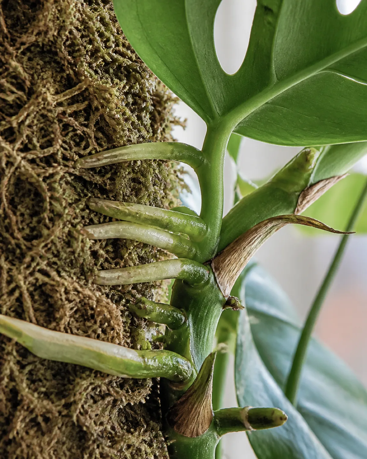 Close-up of aerial roots on a Monstera stem actively gripping into a damp sphagnum moss pole showing the white-green roots penetrating the fibrous moss layer with a large fenestrated leaf visible above shallow depth of field focusing on the root-moss contact point soft diffused natural light botanical detail shot