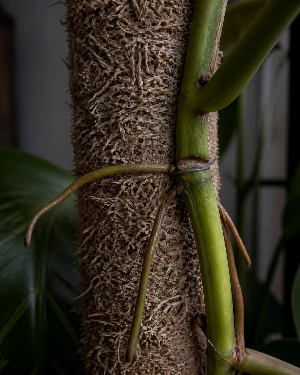 A moss pole that appears completely dry and gray-brown with no moisture showing a plant stem tied too tightly with thin wire cutting into the bark the aerial roots growing away from the pole instead of into it demonstrating what happens when moss pole care goes wrong slightly moody lighting to convey the problem