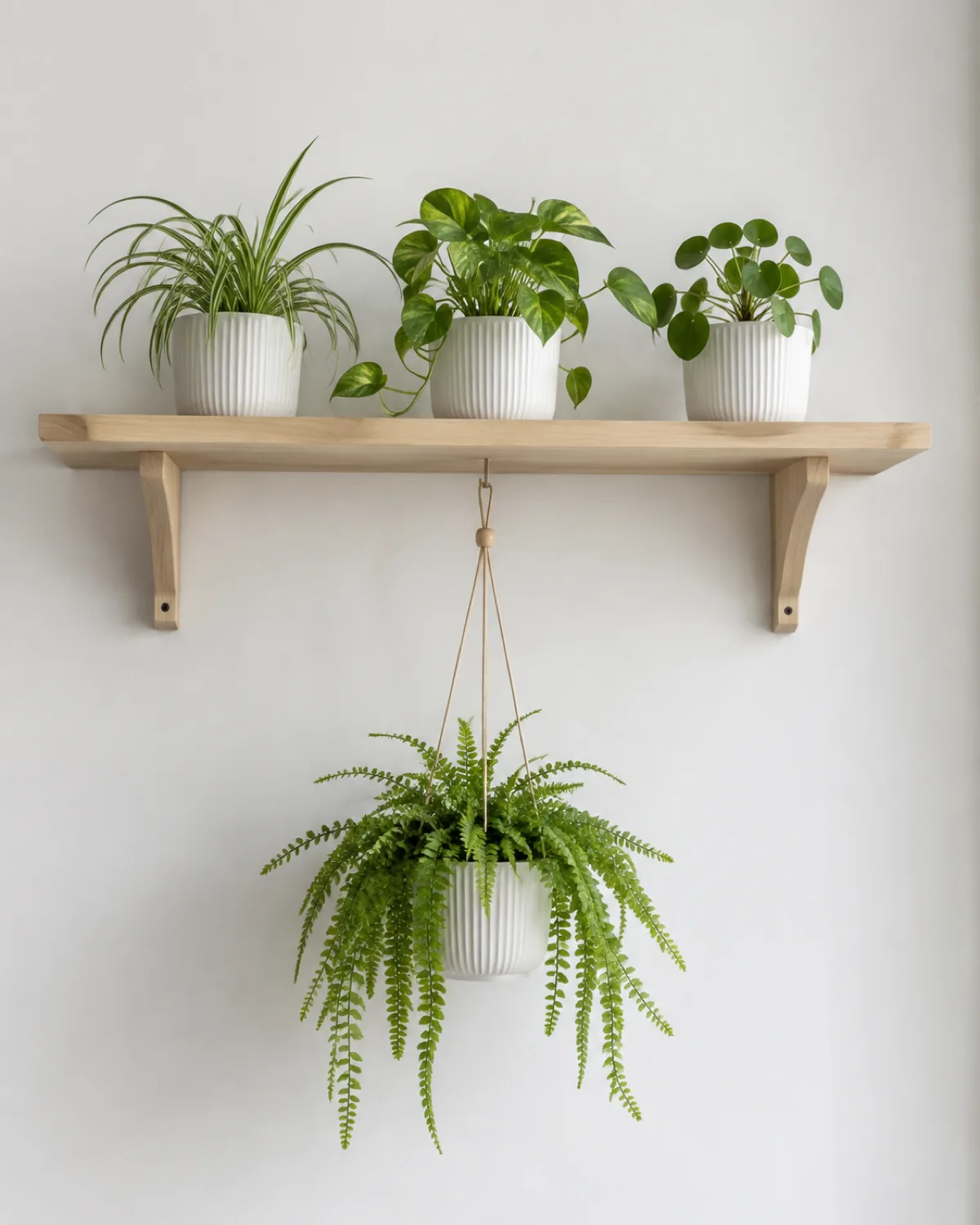 A Scandinavian-style plant display on a light birch wood floating shelf against a white wall three plants in matching white ribbed ceramic pots a compact spider plant a small pothos and a tiny pilea below the shelf a single hanging planter with a trailing fern minimal clean lines muted natural palette diffused cool northern light